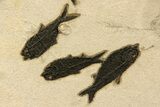 Stunning Natural Green River Fossil Fish Mural - Wyoming #327747-9